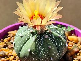 Image result for Star Cactus Riwe