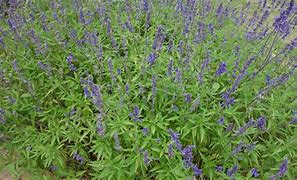 Image result for Wildflower Cases Purple