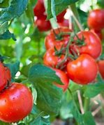 Image result for List of Determinate Tomatoes Varieties