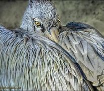 Image result for Pink Snow Pelican