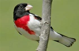 Image result for Black White and Red Bird