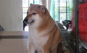 Image result for Shiba Inu Cheems