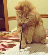 Image result for Cat Writing Meme 300X300 Picture