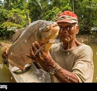 Image result for Pacu Fish Spawn