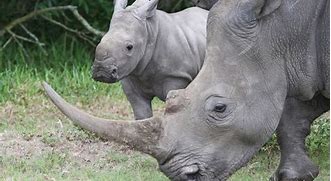 Image result for rhinoceros