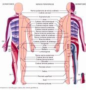 Image result for dermatoesqueleto