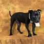 Image result for Pit Bull Head