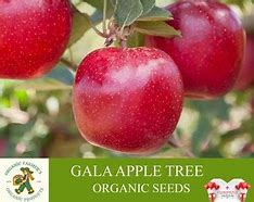 Image result for Gala Appleseeds
