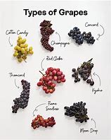 Image result for Grape Species Identification