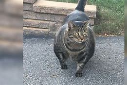 Image result for Really Buff Cat