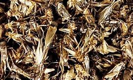Image result for Cured Crickets