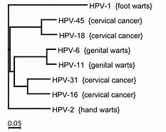 Image result for Human Papillomavirus Stages