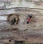 Image result for Biggest Ant Species in the World