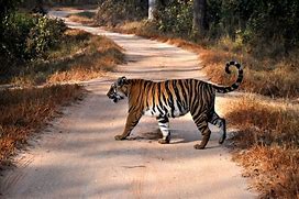 Image result for Tiger Crossing
