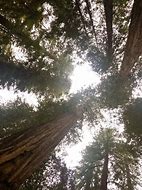 Image result for Redwood Forest Crescent City CA