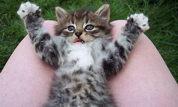 Image result for Funny Kitty