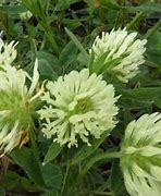 Image result for Trifolium pannonicum White Tiara