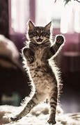 Image result for Funny Tuxedo Cat Memes