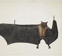 Image result for Fruit Bat Art