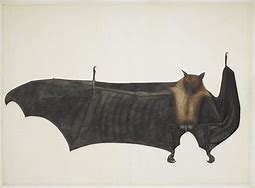 Image result for bats eyes painting