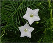 Image result for Cypress Vine