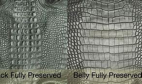 Image result for Crocodile vs Alligator Leather