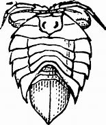 Image result for Isopod Illustration