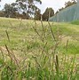 Image result for Timothy Grass Allergy
