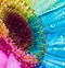 Image result for Rainbow and Flowers
