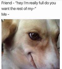 Image result for Relatable Pet Memes