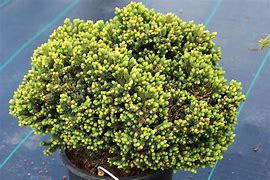 Image result for Picea glauca Burming Well