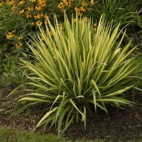Image result for Yucca filamentosa Color Guard