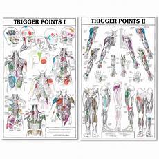 Trigger Point Charts I And Ii Trigl Trigger Points