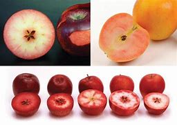 Image result for Red Flesh Apple