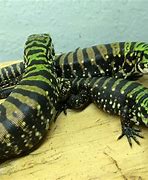 Image result for Baby Tegu