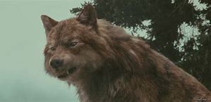 Image result for Jacob From Twilight as a Wolf