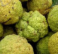 Image result for Dried Hedge Apples