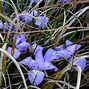 Image result for Iris unguicularis from Lady Gibson