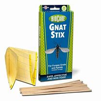 Image result for Gnat Trap Indoor