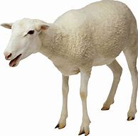 Image result for sheep