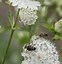 Image result for Astrantia major Snowstar