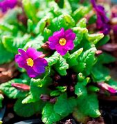 Image result for Primula juliae Wanda