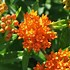 Image result for Butterfly Milkweed Plant