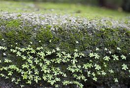 Image result for Growing Moss Garden
