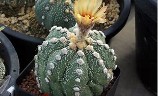 Image result for Star Cactus Plant