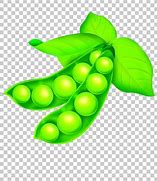 Image result for Lima Bean Clip Art