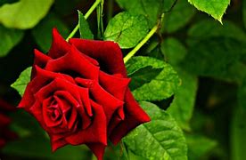Image result for Nature Wallpaper Red Rose