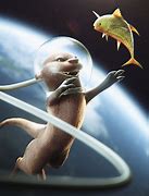 Image result for Outer Space Otter