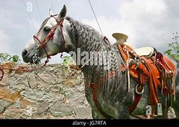 Image result for Azteca Horse