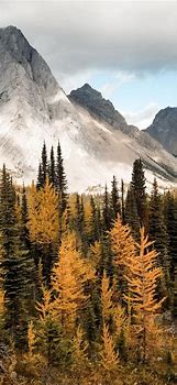 Image result for Nature iPhone 11 Pro Wallpaper